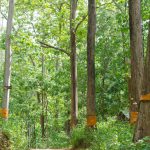 Teak – drewno stworzone do łazienki
